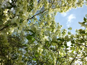 Крупные белые цветы на дереве - скачать обои на рабочий стол