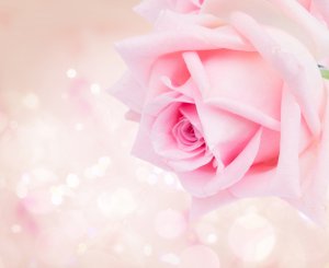 Нежно-розовая роза - скачать обои на рабочий стол