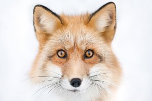 Выразительные глаза лиса - скачать обои на рабочий стол