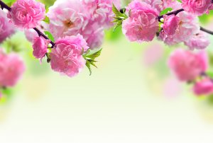 Махровые цветы - скачать обои на рабочий стол