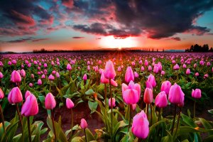 Восход над полем тюльпанов - скачать обои на рабочий стол