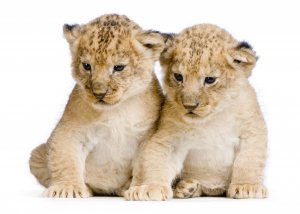 Малыши льва - скачать обои на рабочий стол