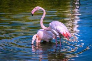 Пара фламинго - скачать обои на рабочий стол