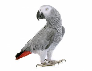 Серый попугай - скачать обои на рабочий стол