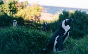 Пингвин на лужайке - скачать обои на рабочий стол