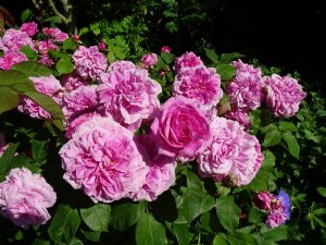 Чайная роза в цвету - скачать обои на рабочий стол