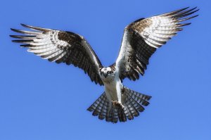 Крылья орла - скачать обои на рабочий стол