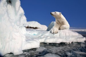 Белый полярный медведь - скачать обои на рабочий стол