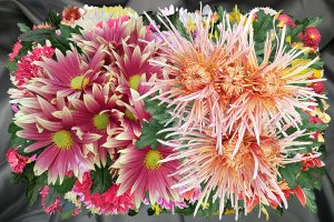 Ромашки и хризантемы - скачать обои на рабочий стол