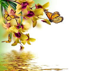 Обои для рабочего стола: Бабочки на орхидеях