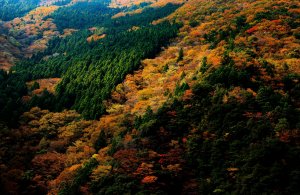 Парк в Японии осенью - скачать обои на рабочий стол