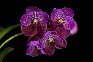 Фиолетовая в крапинку орхидея - скачать обои на рабочий стол