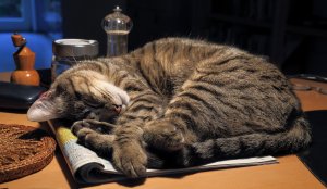Спящий кот - скачать обои на рабочий стол