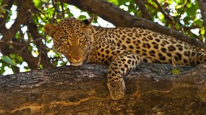 Леопард на дереве - скачать обои на рабочий стол