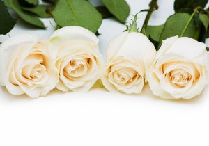 Нежно кремовые розы - скачать обои на рабочий стол