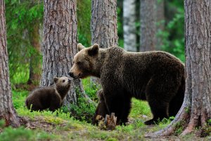 Медведица с медвежонком - скачать обои на рабочий стол
