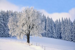 Укрытые снегом деревья - скачать обои на рабочий стол