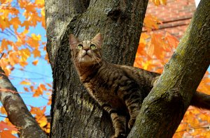 Кошка на дереве - скачать обои на рабочий стол