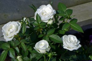 Белые розы - скачать обои на рабочий стол