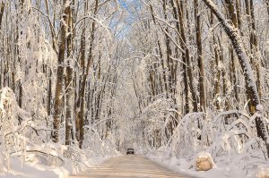 Зимняя дорога в лесу - скачать обои на рабочий стол