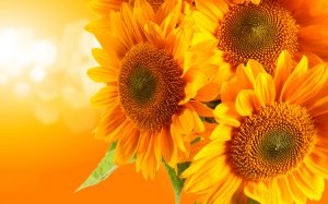 Солнечные цветы - скачать обои на рабочий стол