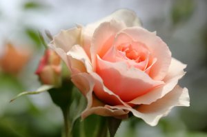 Розовая раскрытая роза - скачать обои на рабочий стол