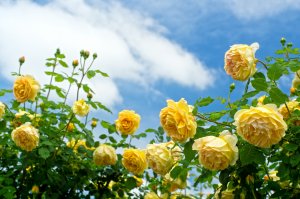 Желтые розы на кустах - скачать обои на рабочий стол