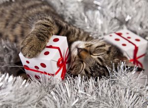 Котик с подарками - скачать обои на рабочий стол