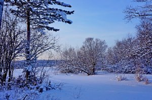 Лес зимой - скачать обои на рабочий стол