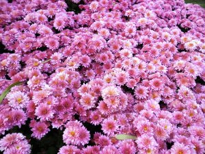 Розовые хризантемы - скачать обои на рабочий стол