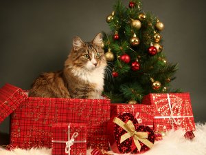 Котик в подарок - скачать обои на рабочий стол