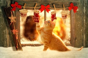Рыжий котик - скачать обои на рабочий стол