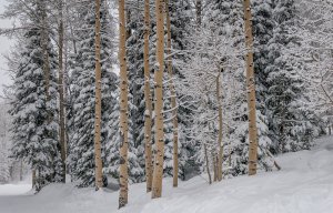 Снег в зимнем лесу - скачать обои на рабочий стол