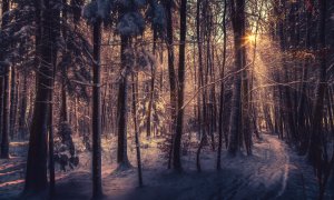 Зимний сезон в лесу - скачать обои на рабочий стол
