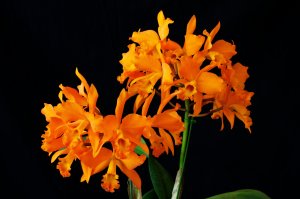 Оранжевые орхидеи - скачать обои на рабочий стол