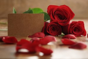 Розы и лепестки - скачать обои на рабочий стол