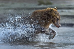 Бурый медведь - скачать обои на рабочий стол