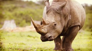 Свирепый носорог - скачать обои на рабочий стол