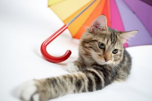 Кот под зонтом - скачать обои на рабочий стол
