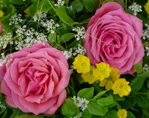 Две розовые розы - скачать обои на рабочий стол