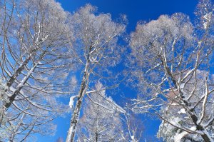 Ветви, укрытые снегом - скачать обои на рабочий стол