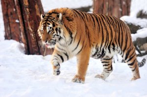 Хищник тигр - скачать обои на рабочий стол