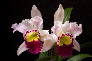 Два зева орхидеи - скачать обои на рабочий стол