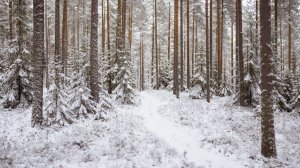 Величие зимнего леса - скачать обои на рабочий стол