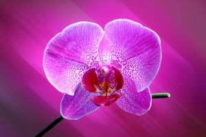 Розовая орхидея - скачать обои на рабочий стол