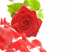 Красная роза - скачать обои на рабочий стол