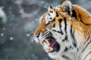 Тигр и снег - скачать обои на рабочий стол