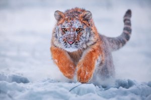 Тигр в снегу - скачать обои на рабочий стол