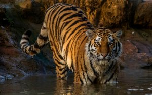 Тигр в воде - скачать обои на рабочий стол