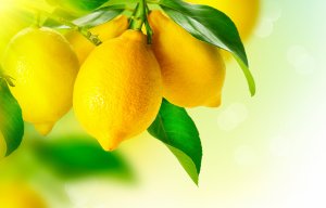 Лимоны на ветке - скачать обои на рабочий стол